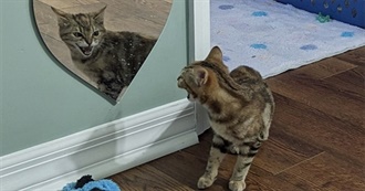 Djarinova&#39;s Top 100 Movies &lt;3