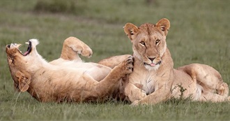 Big Cats on Book Covers