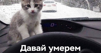 Musik&#129416;&#127872;