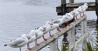 Shayne&#39;s Travels