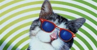 Live Action Pet Cinema