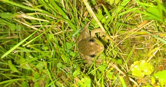 Must Watch Halloween Movies