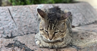 Rose&#39;s Favourite TV Show