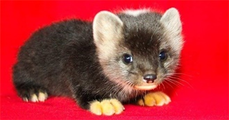 Movies Kachayet Managed to Remember