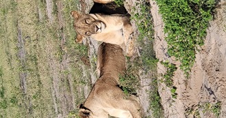 Animals Jenny Saw in Africa