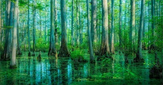 The Globetrotter: Forests