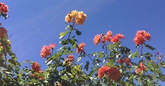 Moss&#39; Favorite Books