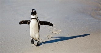 Birds Gill&#39;s Seen in the Wild