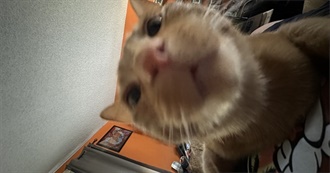 Bear&#39;s TV Shows of All Time