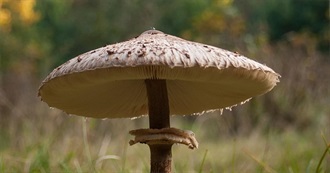 Wanna Try Foods Starting With P