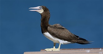 Birds on the Arkansas Review List