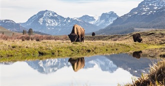 Animals Alice Has Seen in the Wild