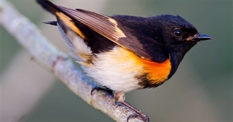 Birds Named After America