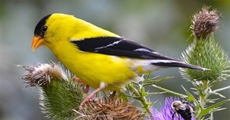 Washington&#39;s Special Birds