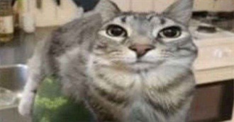 Avery&#39;s Films That Are Really Cool