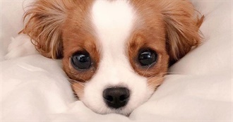 Dog Movies I&#39;ve Seen