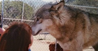 Animals Lyricnocturne Has Petted