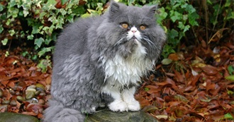 61 Animated Films of All Sorts: Starting W/ Persepolis (Jan. 2026)