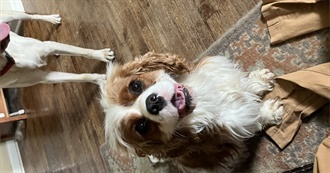 North&#39;s Favorite Movies