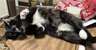 The Magicoleanders Canon