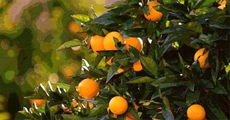 Rocky&#39;s California Dream