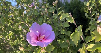 Hannah&#39;s Favorite Movies of All Time