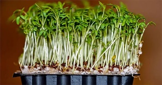 What Ray Ate - Day 310