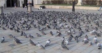 London Squares and Circuses