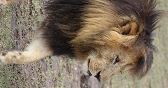 Statues From the World