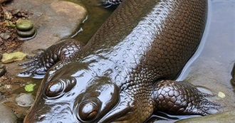 The Wilds Baby Animals