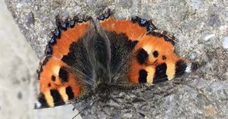 Book Titles Featuring Fish, Reptiles and Invertebrates