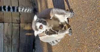 Jesse Movies Dot Web