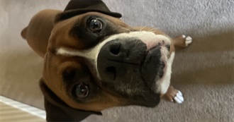 Baz&#39;s Top Movies