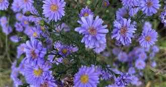 Brainlessspiritoats&#39; Top 100 Books