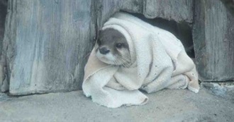 Eve&#39;s 100 Films ☠️