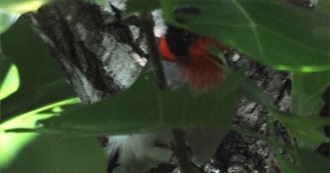 Birds on the Georgia Review List