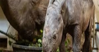 Clevland Zoo Animals