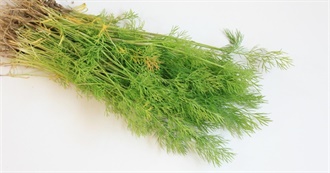 15 Foods With Dill