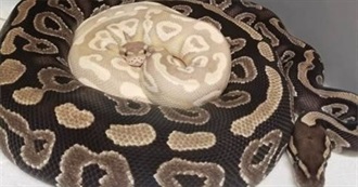 23 Books With Snakes on the Cover