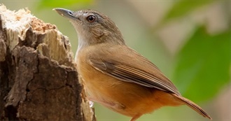 Abbott&#39;s Babbler&#39;s Lifestyle