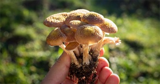 Wanna Try Foods Starting With H