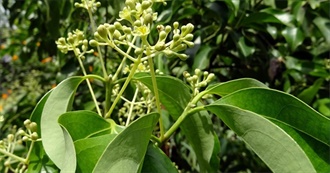 Spice Day Part 9 - Spices Starting With &quot;I&quot;