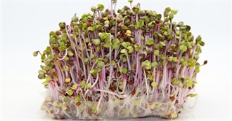 New Foods Tried in January 2026