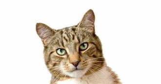 Leon&#39;s Favorite Animals, Part 3