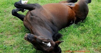 Horse Breeds I&#39;ve Ridden