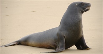 Fictional Walruses/Seals/Sea Lions