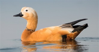 Tangy&#39;s Movie List