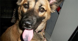 10 Human Foods Dodger&#39;s Dog Loves to Eat!