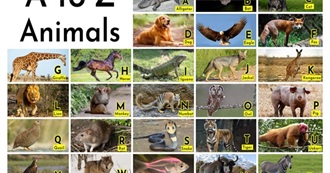 Animalspot A-Z