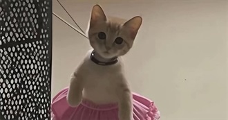 Embly&#39;s Top Hundo